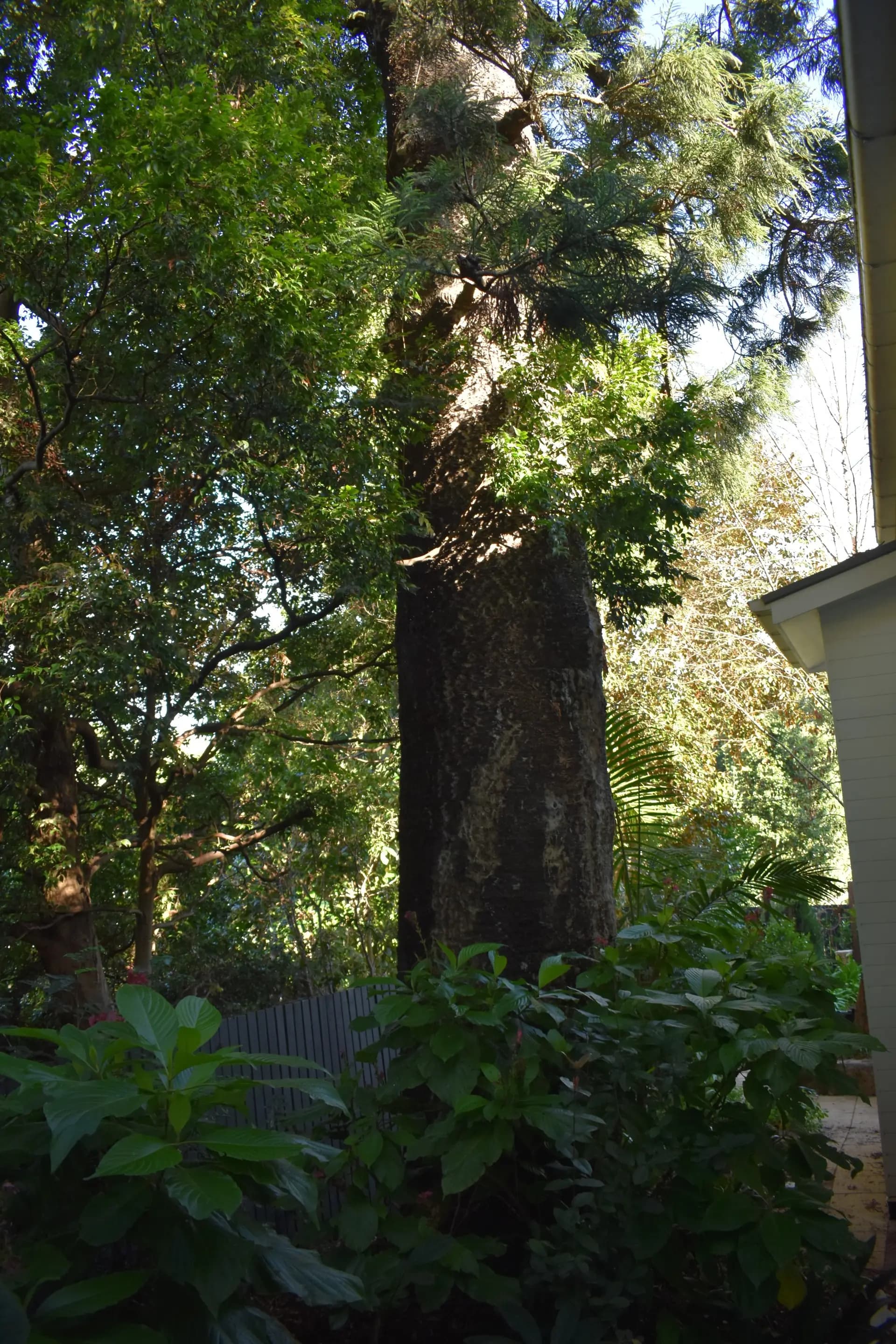A mature trunk rising close beside a Brisbane house