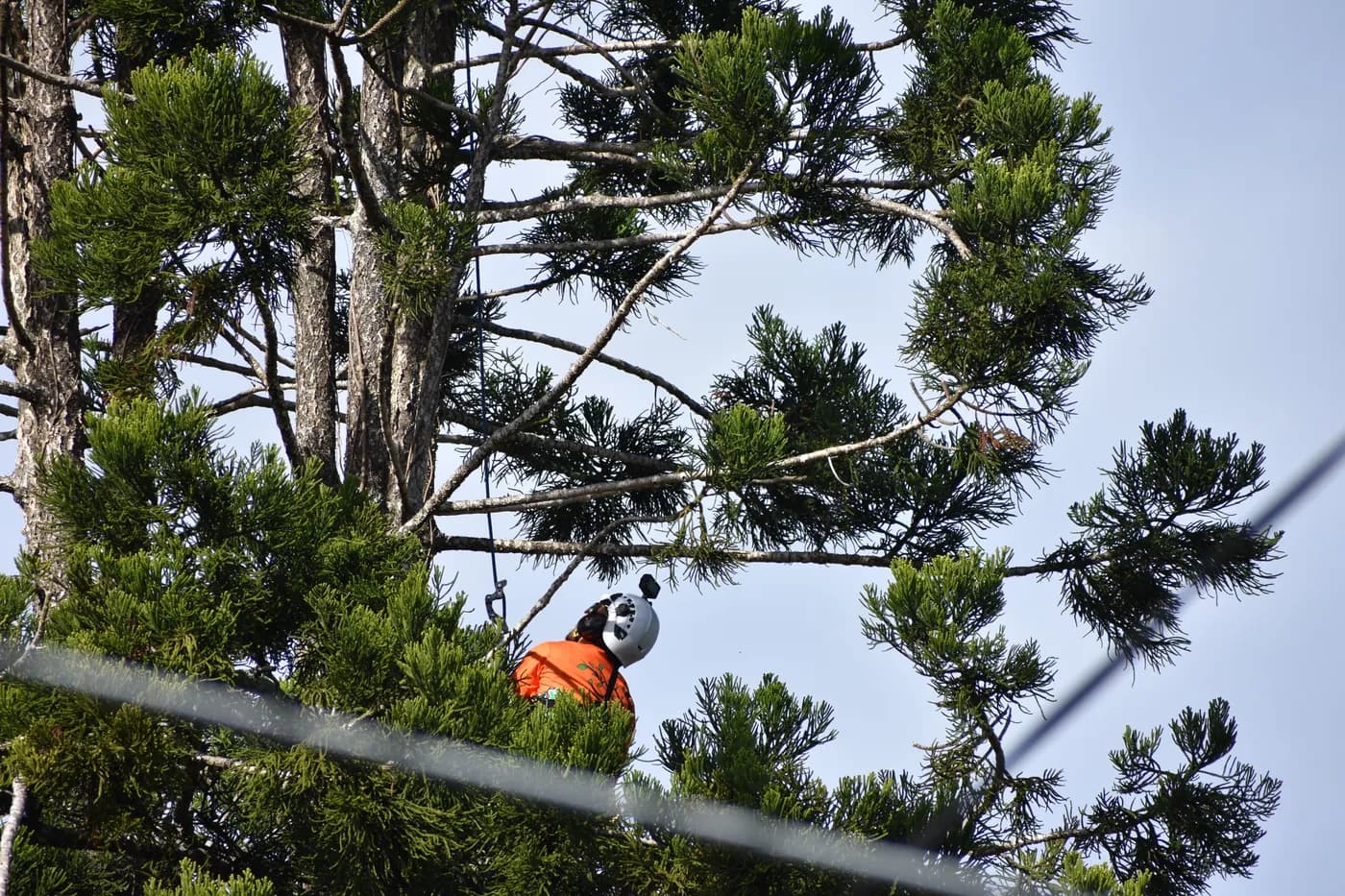 An arborist working a canopy that has grown up into the powerlines