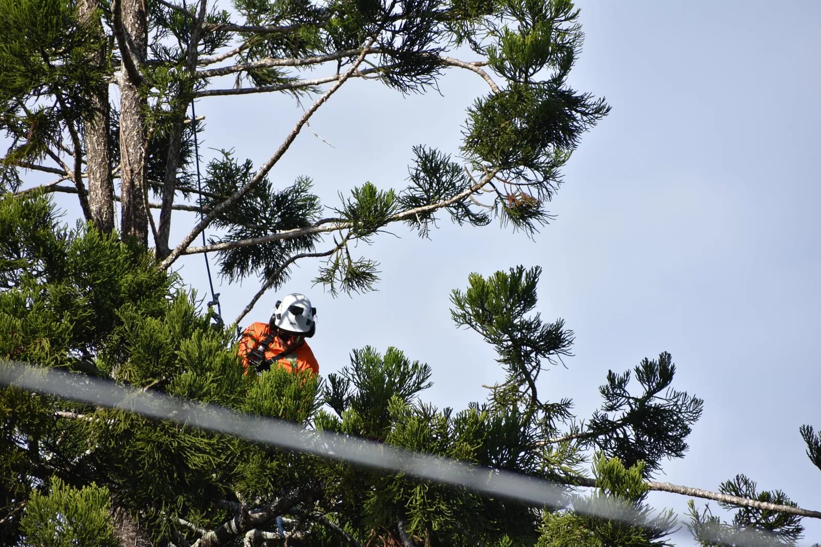 Wide view of a climber working a tall pine above the rooftops