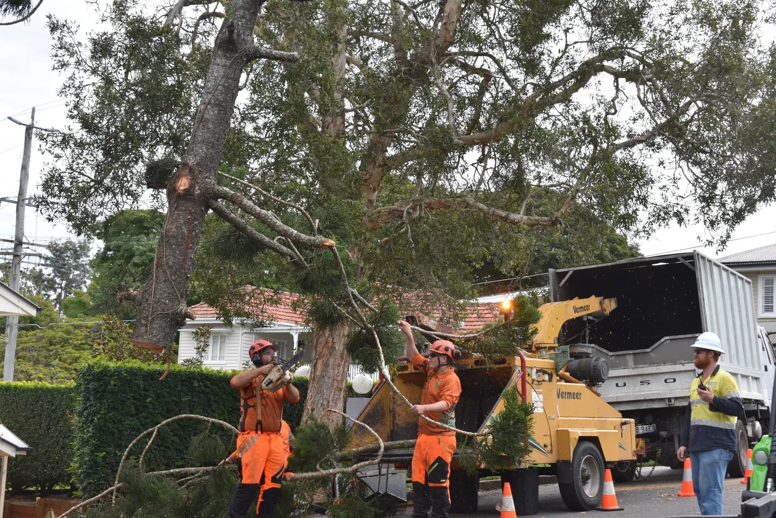 Feeding cut branches into the chipper on the street