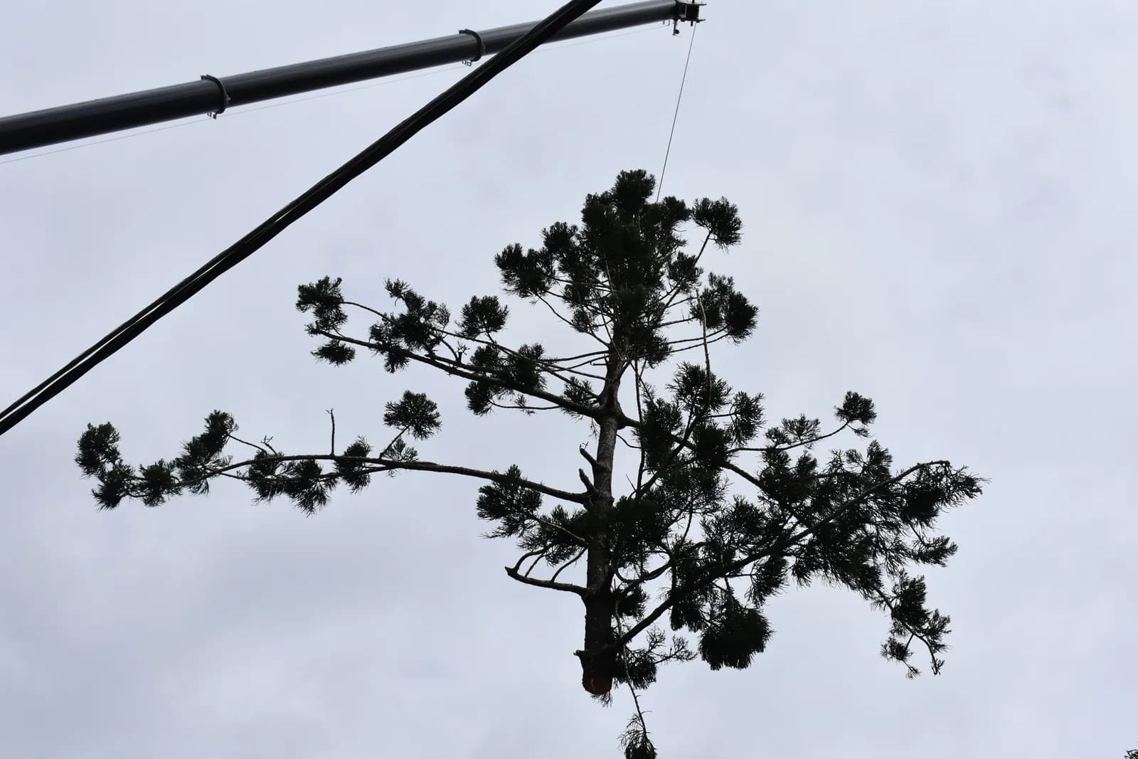 A rigged limb lowered clear of the roofline on the crane line