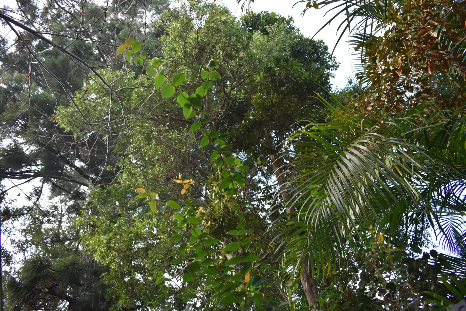 A dense canopy leaning over the roofline of a Brisbane home