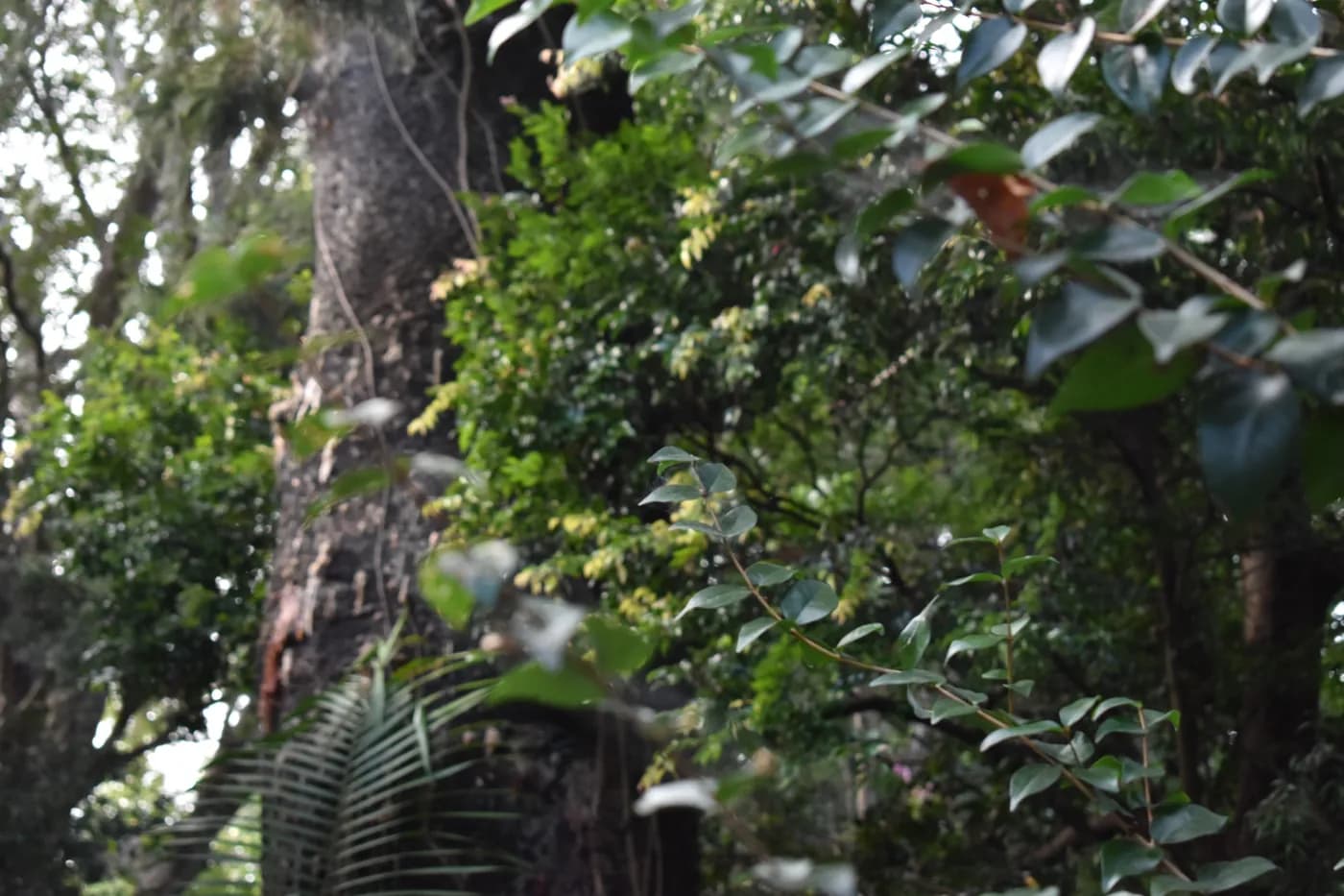 A dense canopy overhanging the roofline of a Brisbane home