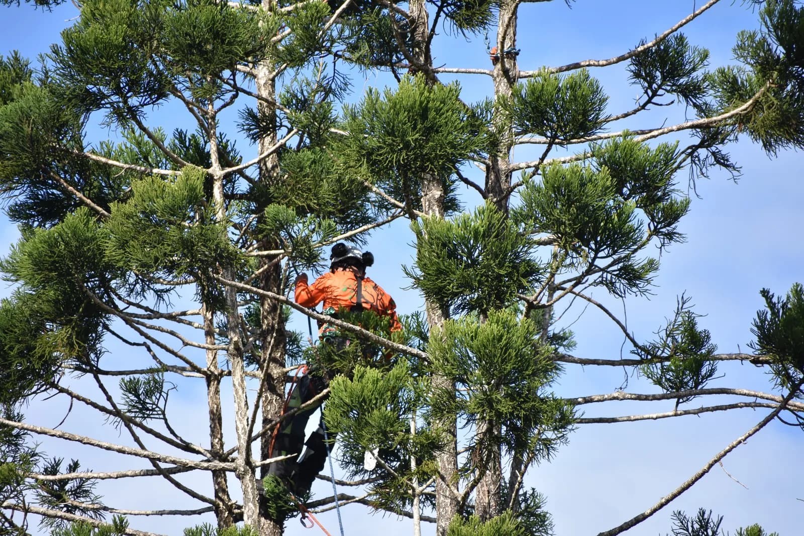 A climber making a cut from the rope, high above the property