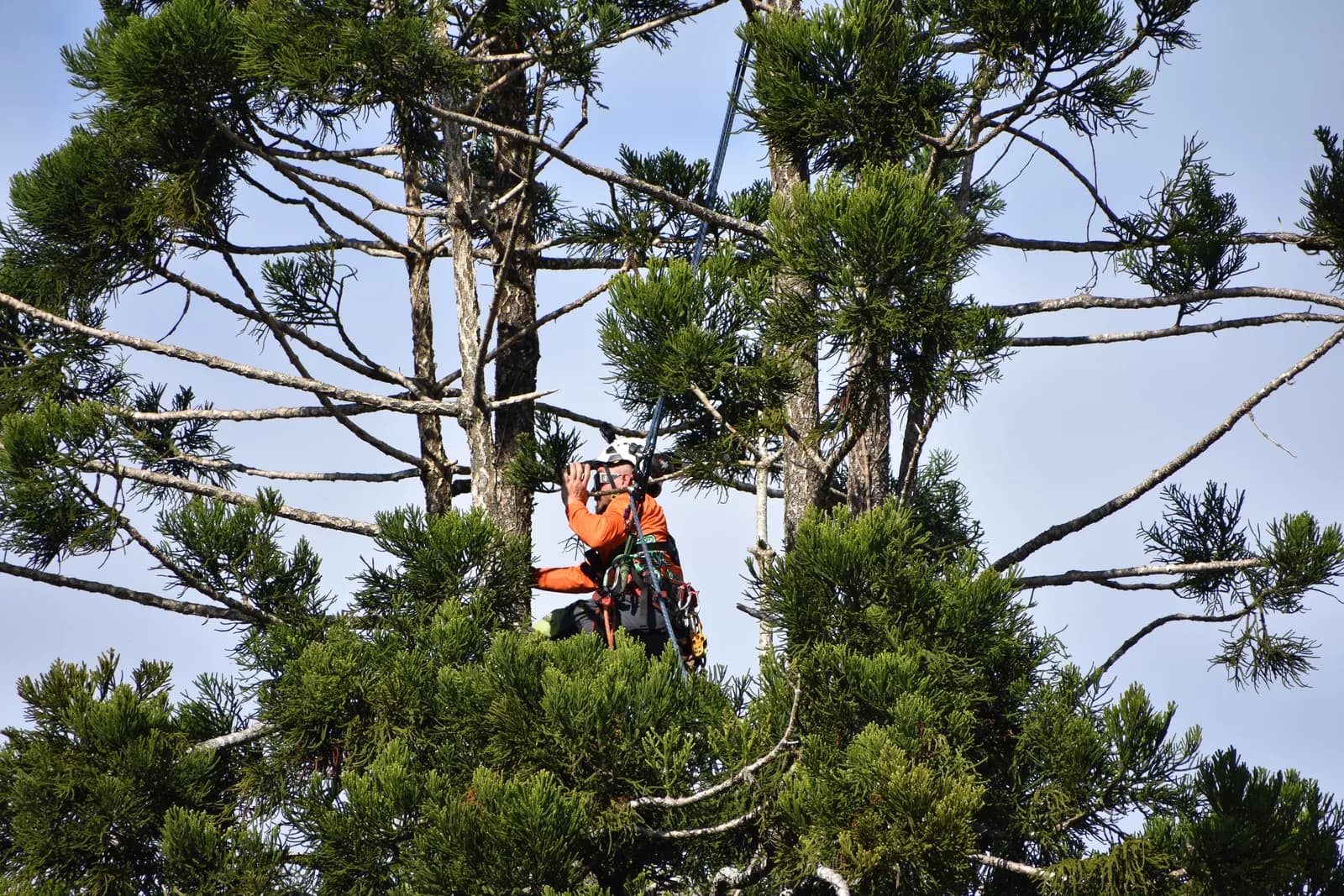 A climber high in the crown of a mature pine