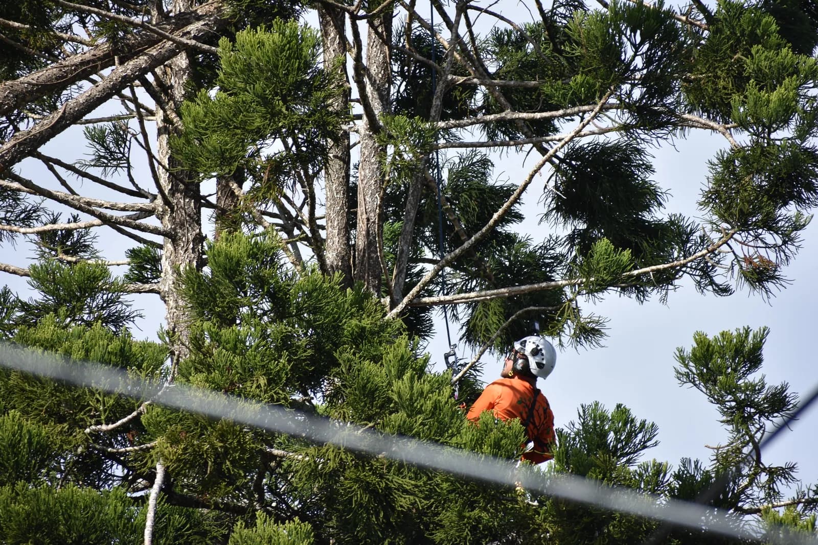 A climber roped into the lower canopy starting the ascent