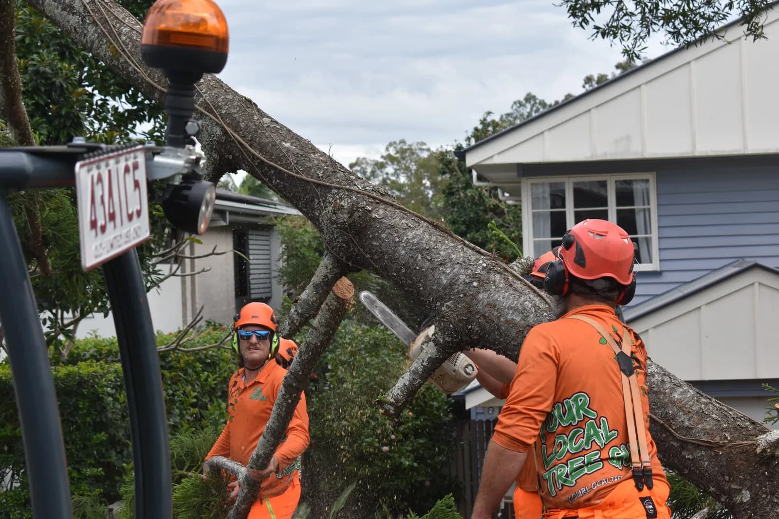 Arborists sizing up a felled trunk before sectioning it