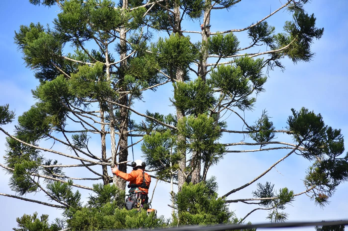 A climber working the upper canopy on rope