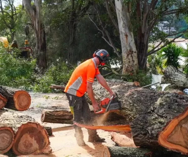 Brisbane Stump Removal