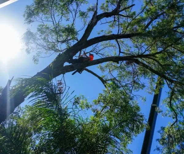 Brisbane Tree Pruning