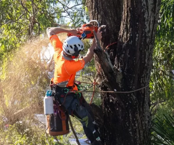 Brisbane Tree Removal