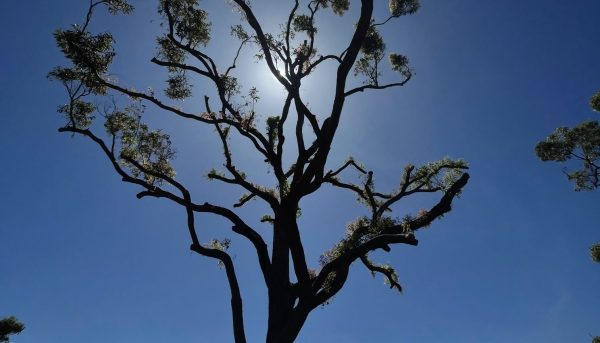 Brisbane Tree Service