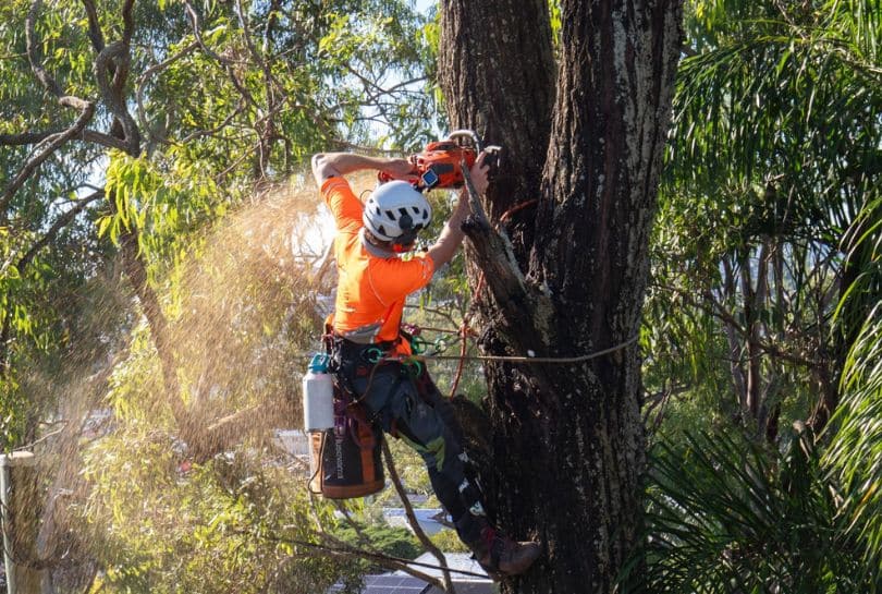Service Top Tree Removal